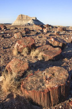 Manzara fotoğrafını bazı ağaçlar ve dağlar taşlaşmış orman Milli Park Arizona taşlaşmış. Taşlaşmış günlükleri görünümünü