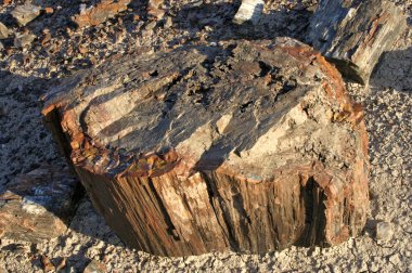 Manzara fotoğrafını bazı ağaçlar ve dağlar taşlaşmış orman Milli Park Arizona taşlaşmış. Taşlaşmış günlükleri görünümünü