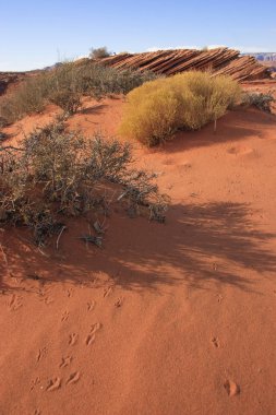 Çöl bitkileri. Glen Kanyon, kumtaşı oluşumları, ABD Arizona kaya oluşumu