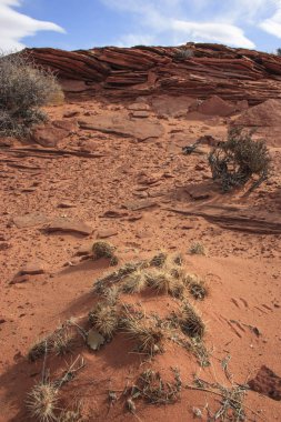 Çöl bitkileri. Glen Kanyon, kumtaşı oluşumları, ABD Arizona kaya oluşumu