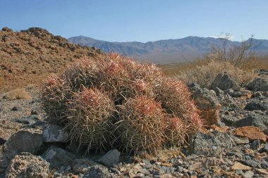 Echinocactus polycephalus, Cottontop kaktüs, varil kaktüs çok başlı, Cannonball kaktüs dağlar, Arizona, Death Valley, ABD