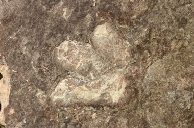 Dinozor parçaları, Carl Hayden ziyaretçi merkezi, Arizona ABD