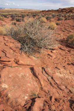 Çöl bitkileri. Glen Kanyon, kumtaşı oluşumları, ABD Arizona kaya oluşumu