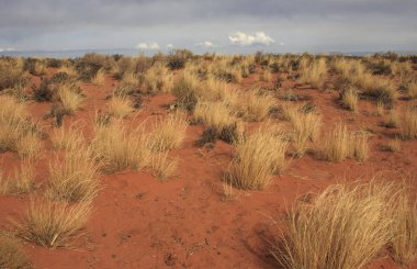 Çöl bitkileri. Glen Kanyon, kumtaşı oluşumları, ABD Arizona kaya oluşumu