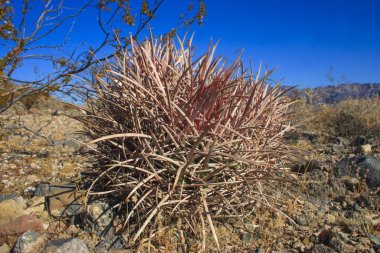 Echinocactus polycephalus, Cottontop kaktüs, varil kaktüs çok başlı, Cannonball kaktüs dağlar, Arizona, Death Valley, ABD