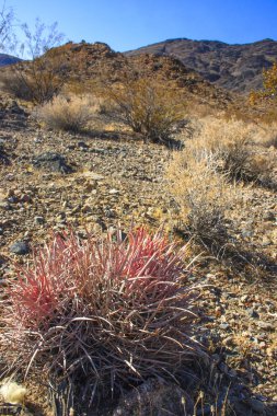 Echinocactus polycephalus, Cottontop kaktüs, varil kaktüs çok başlı, Cannonball kaktüs dağlar, Arizona, Death Valley, ABD
