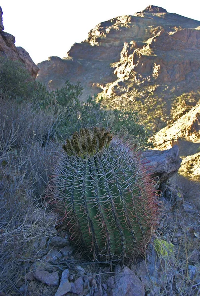 Parco Nazionale Delle Canne Organo Arizona Grandi Piante Ferocactus Con — Foto Stock