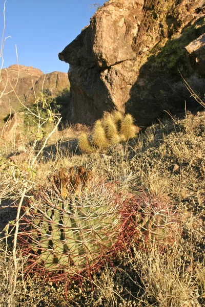 Organ Pipe Nationalpark Arizona Unga Plantor Ferocactus Med Röda Ryggar — Stockfoto