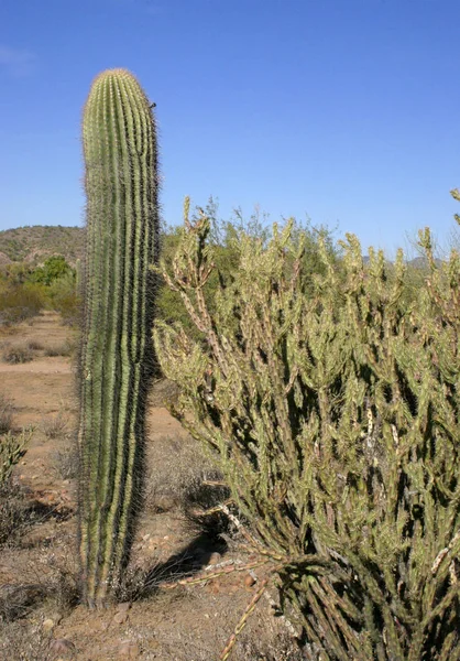 Narządów Rury National Park Arizona Carnegiea Gigantea Opuncia Pustyni — Zdjęcie stockowe