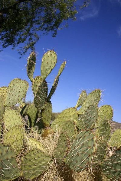 Park Narodowy Rury Narządów Arizona Opuncia Chloroza — Zdjęcie stockowe