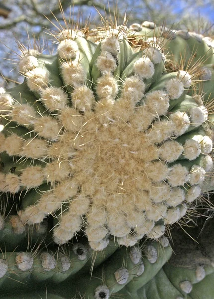 Orgona Cső Nemzeti Park Arizona Sivatagban Nagy Kaktusz Carnegia Gigantea — Stock Fotó