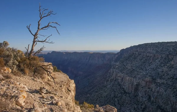 Árvore Seca Fundo Vale Verde Grand Canyon Grand Canyon National — Fotografia de Stock