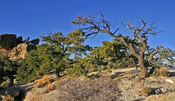 Plantas Montaña Coníferas Vida Silvestre Cerca Del Gran Cañón Arizona — Foto de Stock