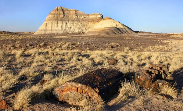 Landscape Shot Some Petrified Trees Mountains Petrified Forest National Park — Stock Photo, Image