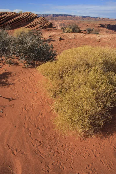 沙漠植物 在格伦峡谷的岩石形成 砂岩形成 亚利桑那州 — 图库照片