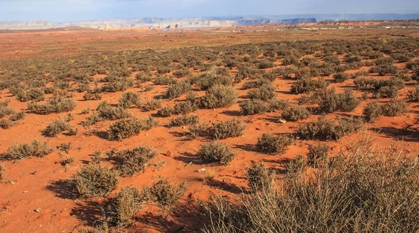 Desert plants. The Sonoran Desert of southwest Arizona, sandstone formations, USA Arizona