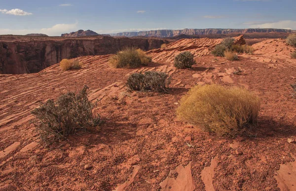 Plantas Del Desierto Rock Formation Glen Canyon Sandstone Formations Estados —  Fotos de Stock