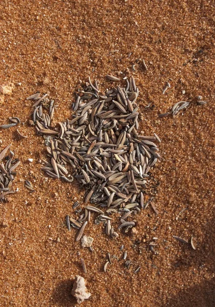 Sementes Plantas Deserto Coletadas Pelo Vento Buraco Deserto Arizona — Fotografia de Stock