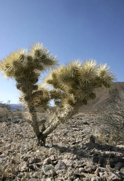 Cholla Κάκτος Κήπος Cylindropuntia Bigelovii Joshua Tree — Φωτογραφία Αρχείου