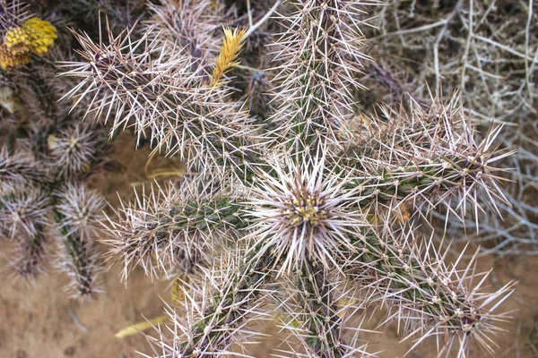 Cylindropuntia Opuntia Cacti Crescendo Solo Vermelho Deserto Arizona — Fotografia de Stock