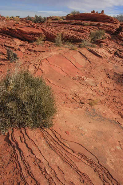Φυτά Της Ερήμου Σχηματισμός Βράχου Στο Glen Canyon Σχηματισμών Ψαμμίτη — Φωτογραφία Αρχείου