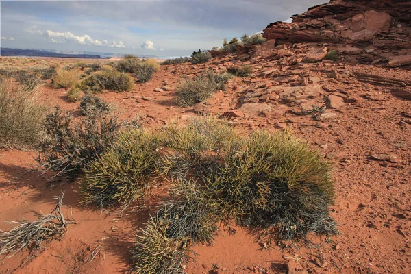 沙漠植物 在格伦峡谷的岩石形成 砂岩形成 亚利桑那州 — 图库照片