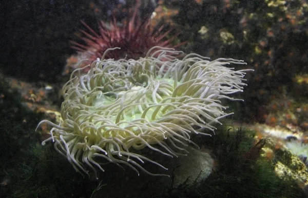 海食肉动物 海葵具拉直的触角 — 图库照片
