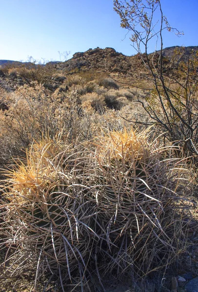 Многоголовый Бочковый Кактус Cannonball Cactus Mountains Аризона Долина Смерти Сша — стоковое фото