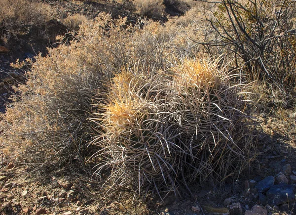 Echinocactus Polycephalus Cottontop Cactus Many Headed Barrel Cactus Cannonball Cactus — Stock Photo, Image