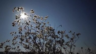 Güneş, tüylü bir bitkinin dalından geçiyor. Vahşi doğanın güzel bir manzarası. Ukrayna
