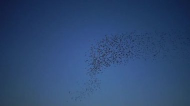 Kara sığırcık kuşu sürüsü (Sturnus vulgaris) gökyüzünde uçar ve gökyüzünde çeşitli figürler toplar.