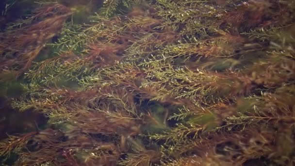 Espesuras Algas Marinas Cystoseira Barbata Zona Costera Tiligulskiy Liman Estuario — Vídeo de stock