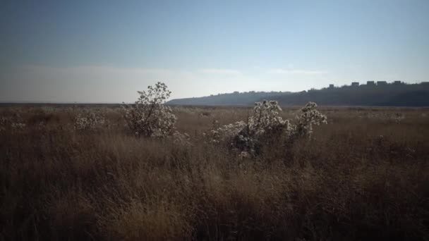 Tiligulskii Estuarium Dolina Wysuszonej Rzeki Autumn Ktorym Dorasta Duzo Lekarskich — Wideo stockowe