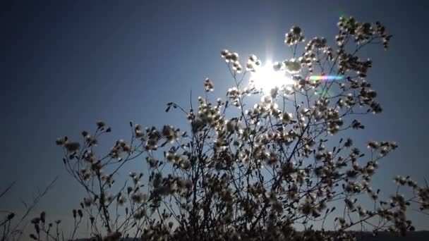 太陽は ふわふわの植物の枝 野生の自然の美しい風景を通ってその道を行きます ウクライナ — ストック動画