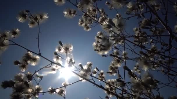 Güneş Tüylü Bir Bitkinin Dalından Geçiyor Vahşi Doğanın Güzel Bir — Stok video