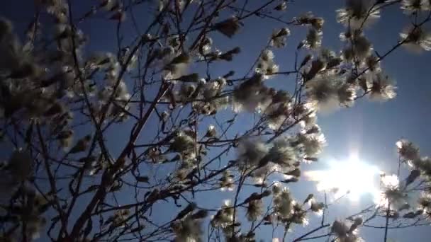 Güneş Tüylü Bir Bitkinin Dalından Geçiyor Vahşi Doğanın Güzel Bir — Stok video