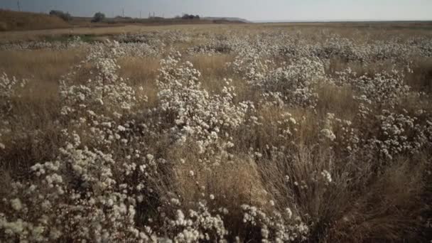 Tiligulsky Haliçleri Sonbaharda Kurumuş Bir Nehrin Vadisidir Birçok Şifalı Bitki — Stok video