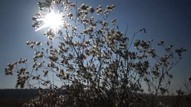 太陽は ふわふわの植物の枝 野生の自然の美しい風景を通ってその道を行きます ウクライナ — ストック動画