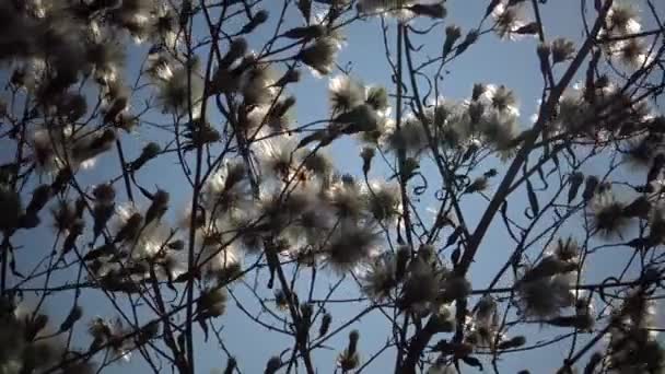 Güneş Tüylü Bir Bitkinin Dalından Geçiyor Vahşi Doğanın Güzel Bir — Stok video