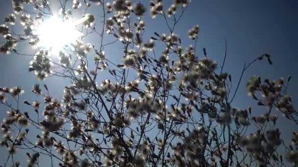 Słońce Przechodzi Przez Gałąź Puszystej Rośliny Piękny Krajobraz Dzikiej Przyrody — Wideo stockowe