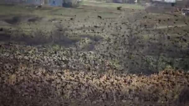 Tiligulského Ústí Údolí Vyschlé Řeky Podzim Kterém Roste Mnoho Léčivých — Stock video