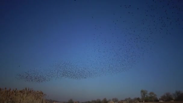 Bando Pássaros Estrelados Negros Sturnus Vulgaris Voa Céu Reunindo Várias — Vídeo de Stock