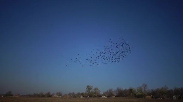 空を飛ぶ黒い鳥の群れ ストゥルヌス ヴァルガリス 空に様々な人物を集めて — ストック動画