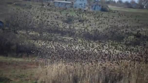 Stado Czarnych Szpaków Ptaki Sturnus Vulgaris Muchy Niebie Gromadząc Różne — Wideo stockowe