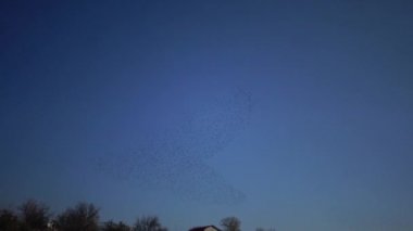 Kara sığırcık kuşu sürüsü (Sturnus vulgaris) gökyüzünde uçar ve gökyüzünde çeşitli figürler toplar.