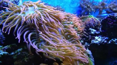 Yaygın ling (Molva sp.) ve Sarcophyton Sp. Deniz akvaryumunda.