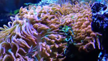 Balıklarla simbiyoz, deniz akvaryumundaki büyük deniz şakayıklarının dokunaçları, tropikal resif balıklı bir akvaryumda makro fotoğrafçılık.