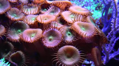 Bir deniz akvaryumunda çok renkli mercanlar (Protopalythoa sp., Zoanthus, Palythoa)