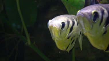 Selenotoca multifasciata, ya da benekli dışkı, gümüş dışkı, çizgili kelebek balığı ya da çubuklu dışkı.