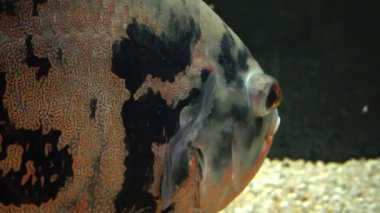 Selenotoca multifasciata, ya da benekli dışkı, gümüş dışkı, çizgili kelebek balığı ya da çubuklu dışkı.
